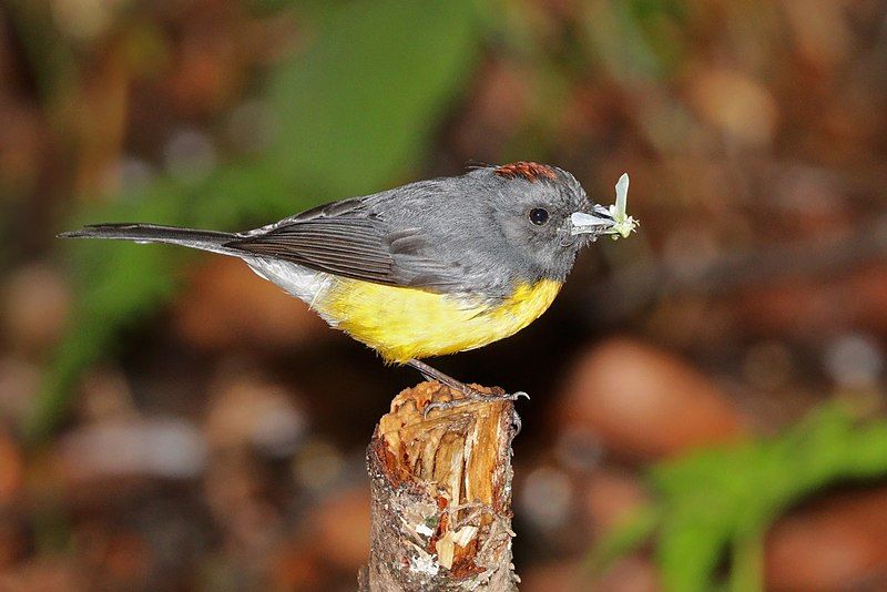 Slate-throated_whitestart__5