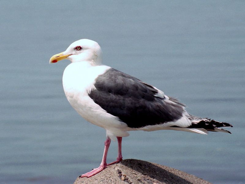 Slaty-backed_gull__4