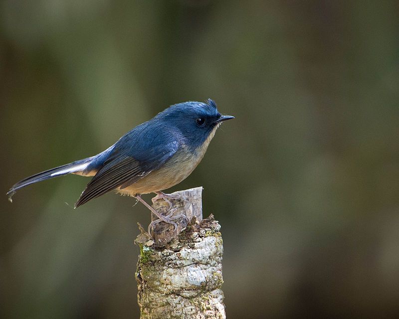 Slaty-blue_flycatcher__45