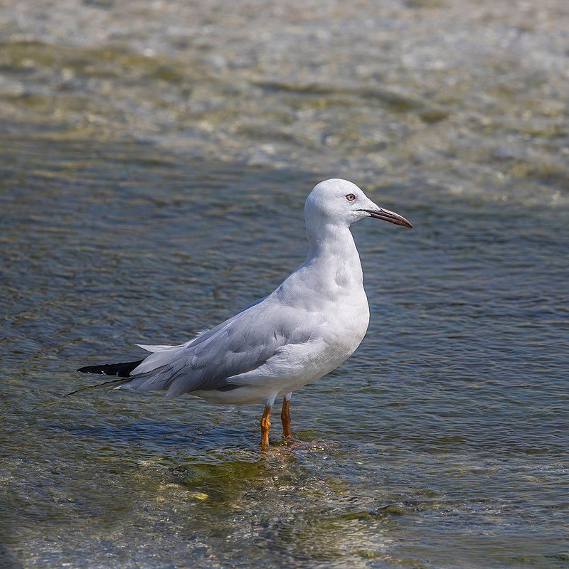 Slender-billed_gull__10