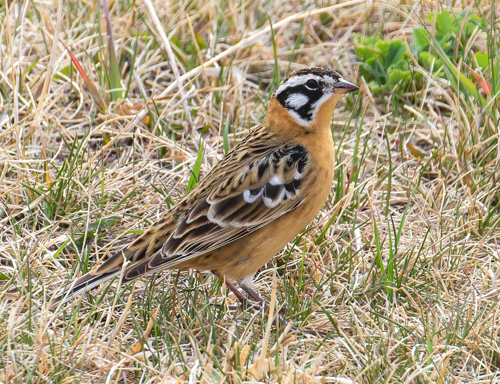 Smith's Longspur