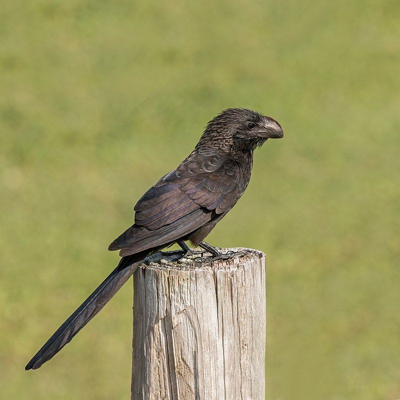 Smooth-billed_ani__5