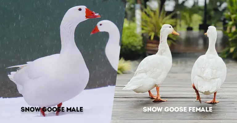 Snow Goose Male Vs Female