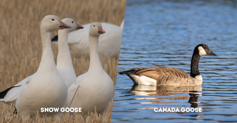 Snow Goose Vs Canada Goose