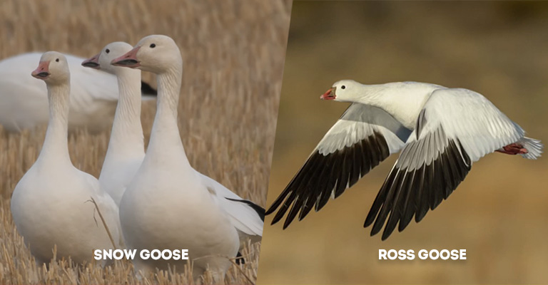 Snow Goose Vs Ross Goose
