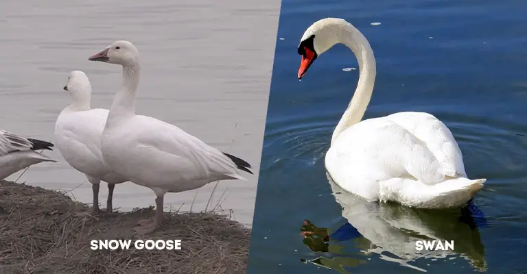 Snow Goose Vs Swan