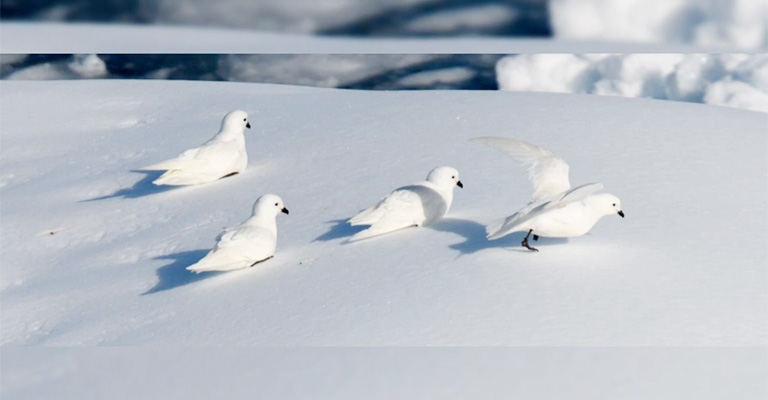 Snow Petrel