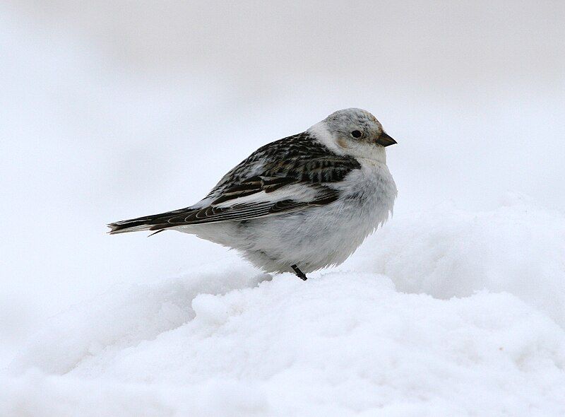 Snow_bunting__23