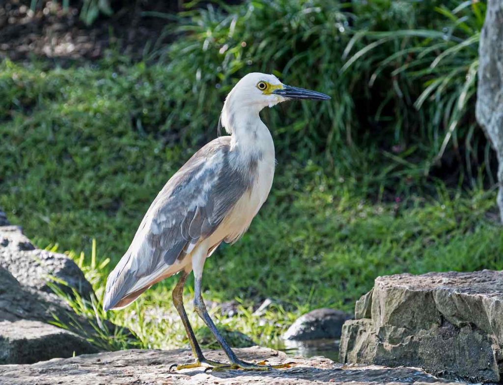 Snowy Egret 22