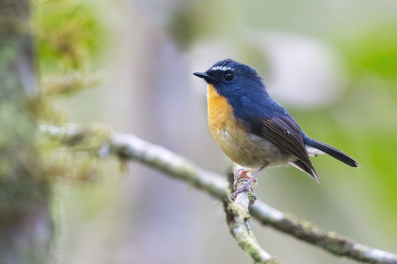 Snowy-browed_flycatcher__3