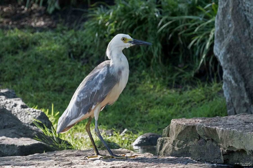 Snowy Egret