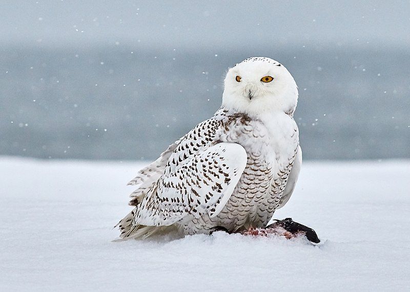 Snowy_owl__11