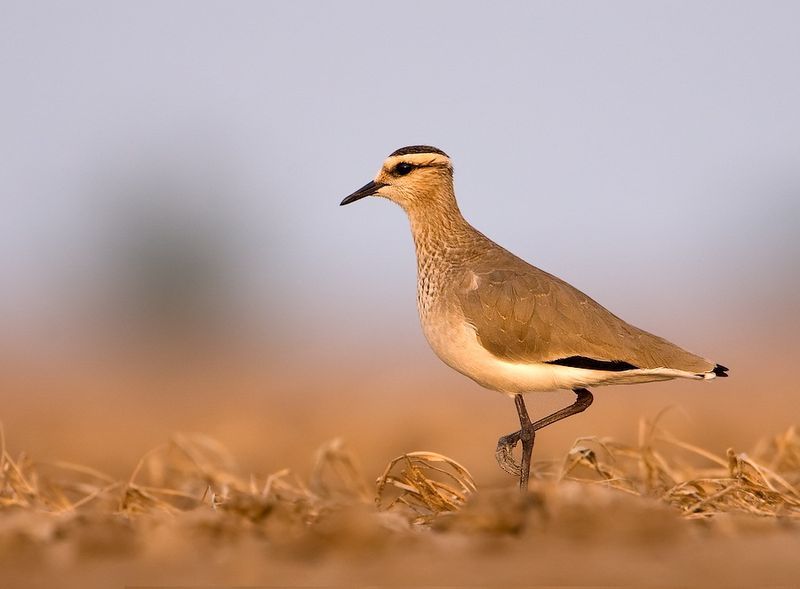 Sociable_lapwing__22