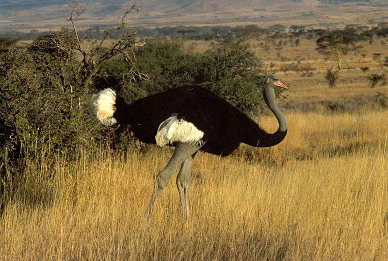 Somali_ostrich__19