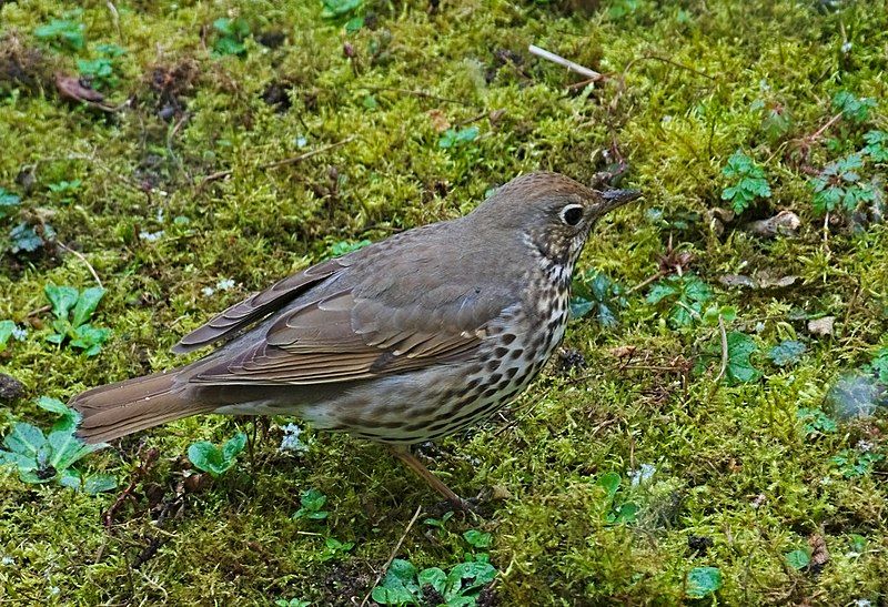 Song_thrush__18