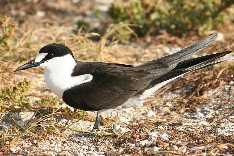 Sooty_tern__12