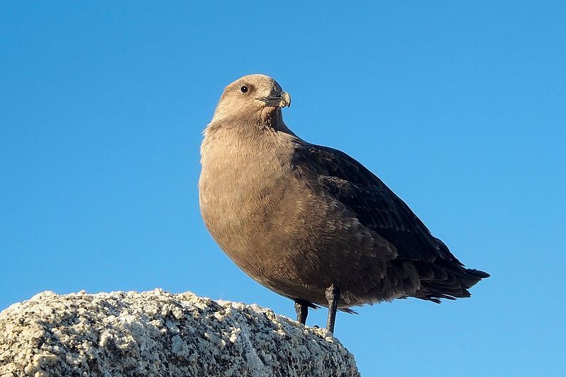 South_polar_skua__5