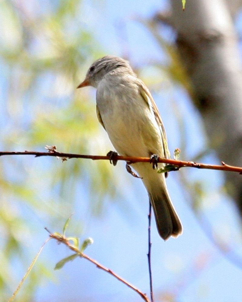 Southern_beardless_tyrannulet__19