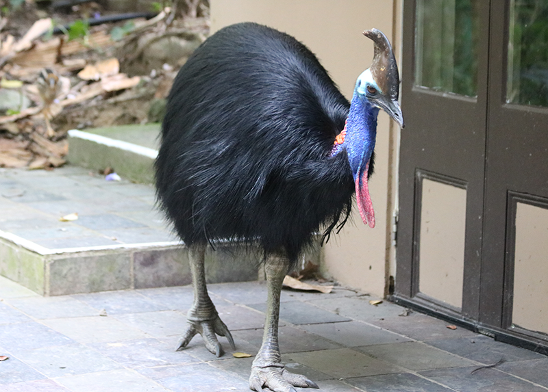 Southern_cassowary__3