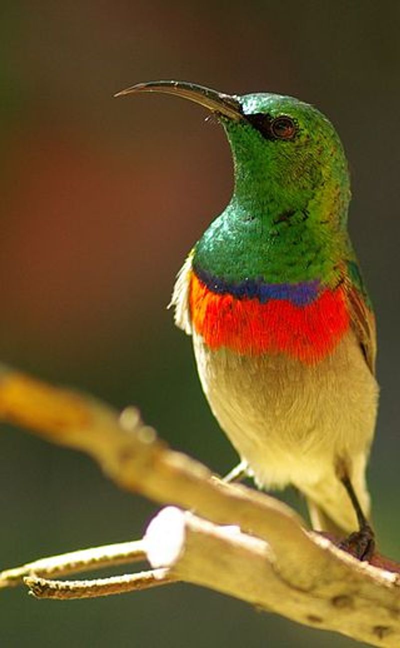 Southern_double-collared_sunbird__28