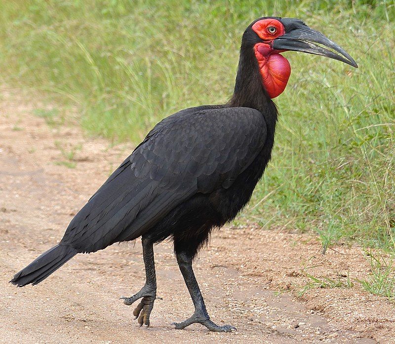 Southern_ground_hornbill__1