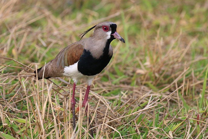 Southern_lapwing__5