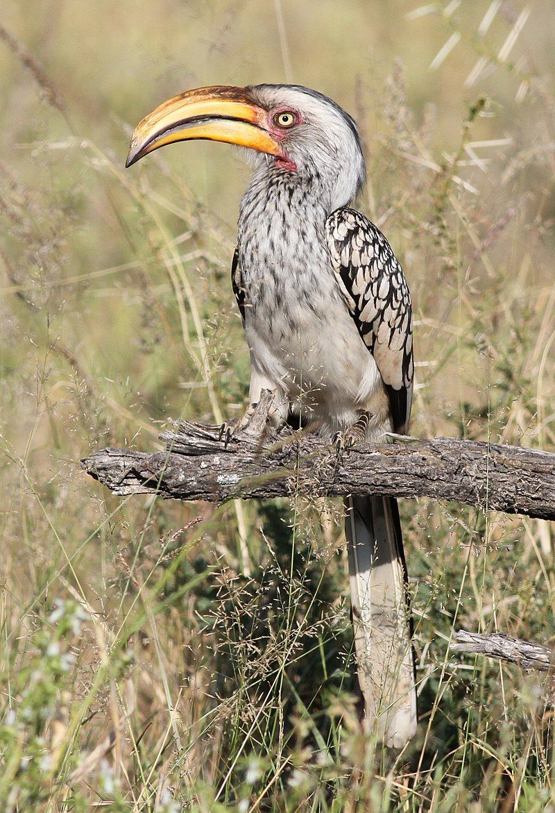 Southern_yellow-billed_hornbill__1