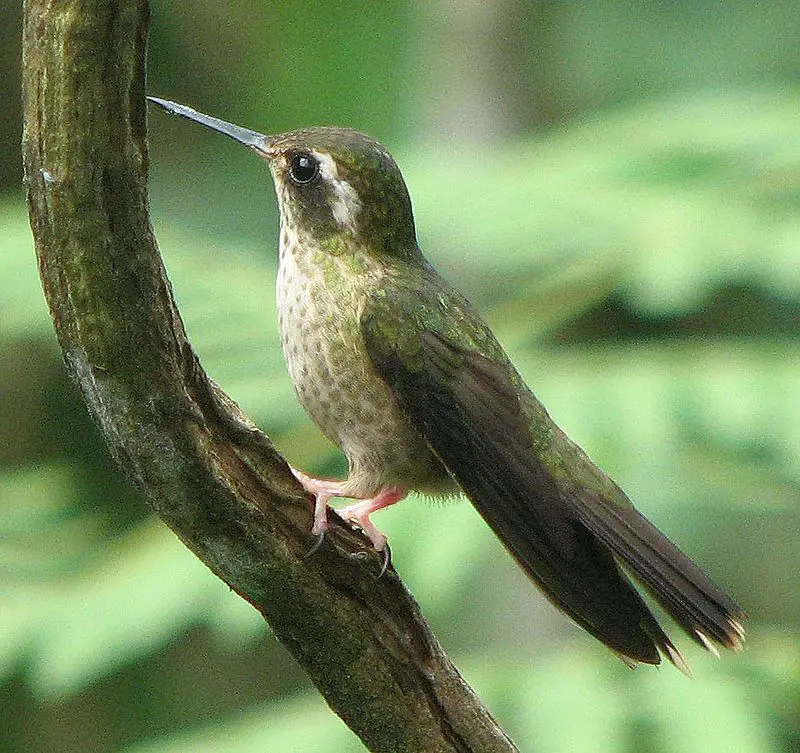 Speckled_hummingbird__23