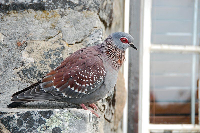 Speckled_pigeon__14