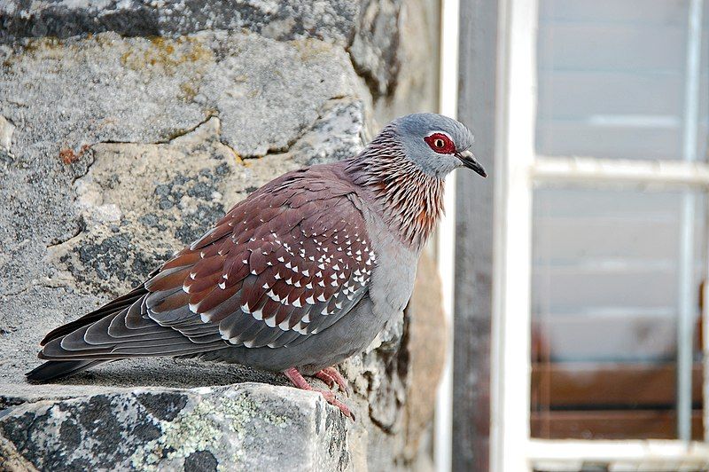 Speckled_pigeon__17