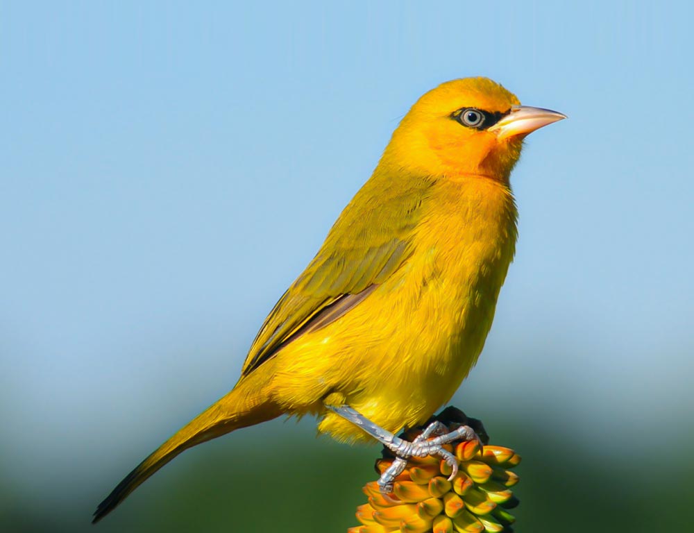 Spectacled Weaver