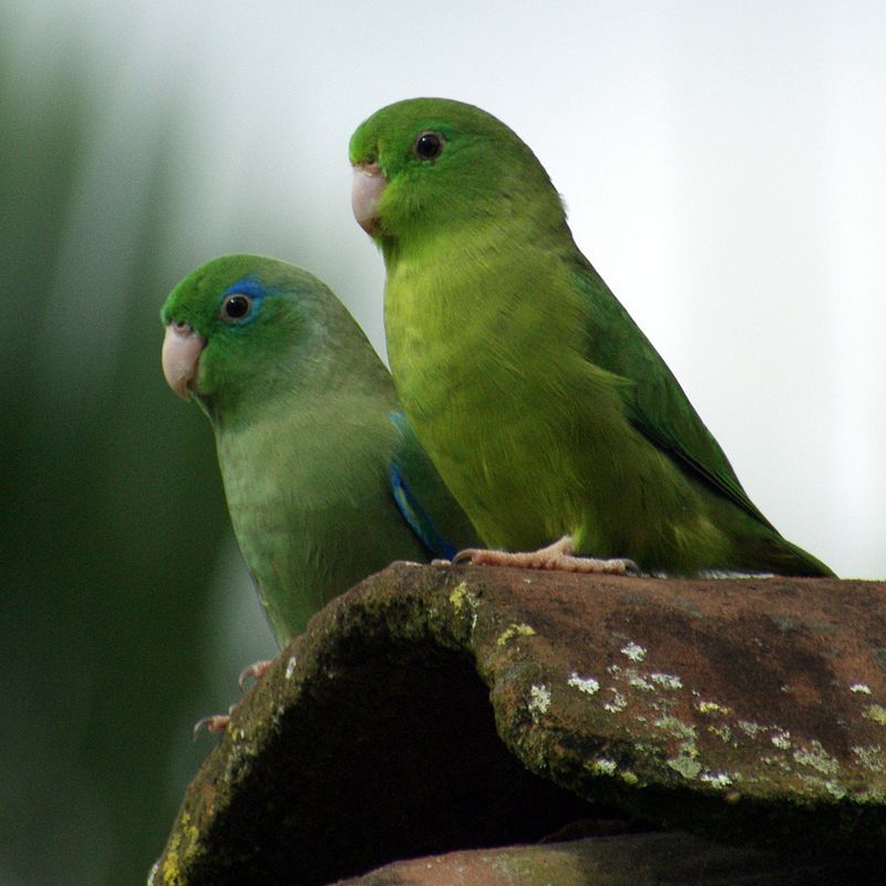 Spectacled_parrotlet__3