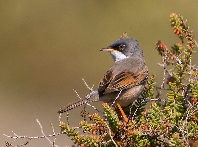 Spectacled_warbler__20