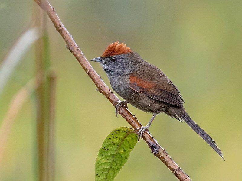 Spix's_spinetail__11