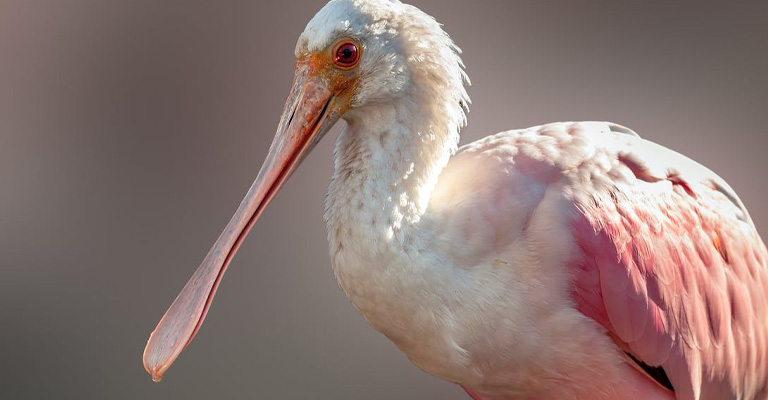 Spoon-Shaped Beaks