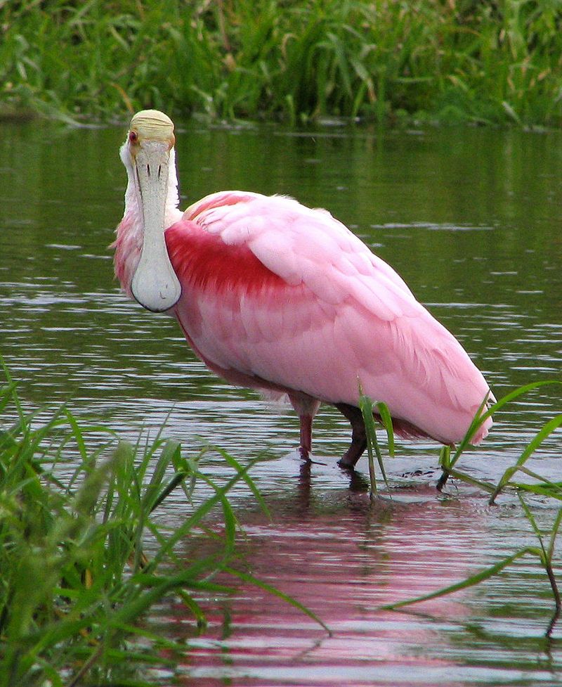 Spoonbill__12