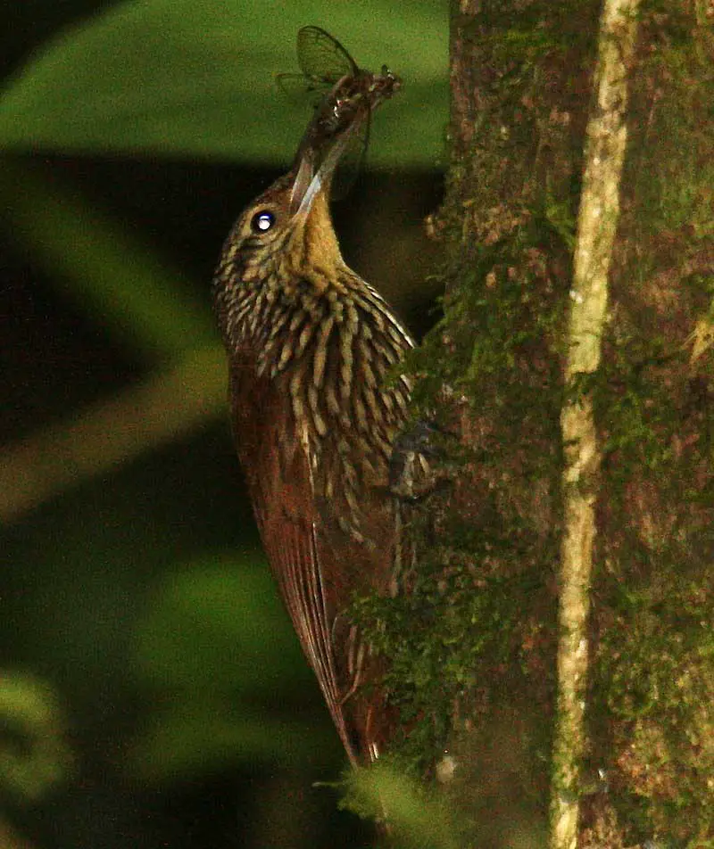 Spot-Crowned Woodcreeper