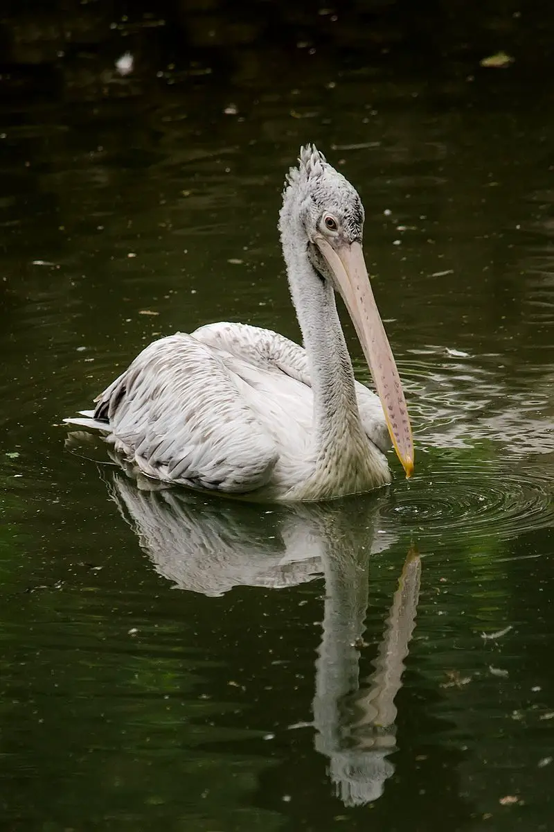 Spot-billed_pelican__13