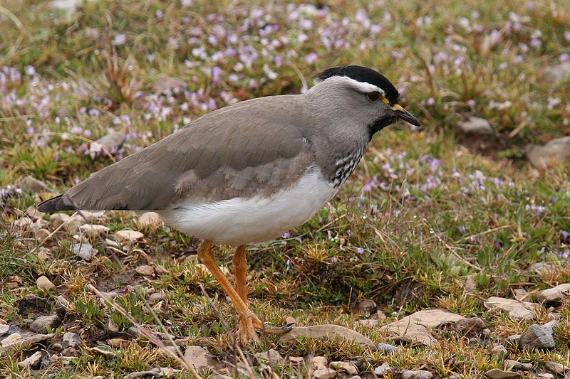 Spot-breasted_lapwing__13