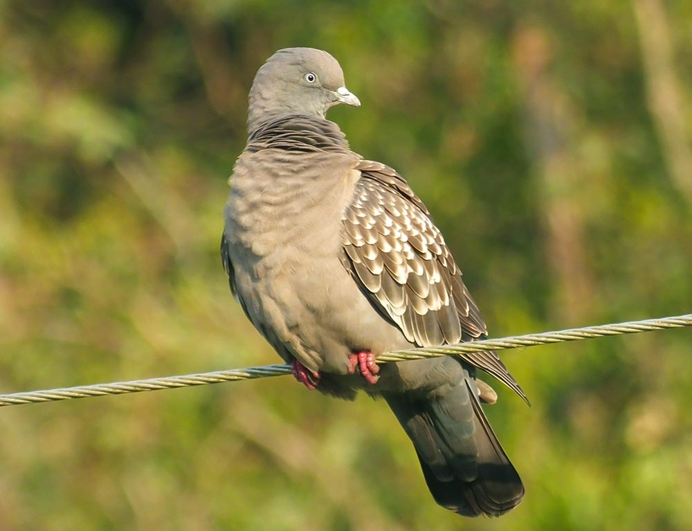 Spot-winged Pigeon