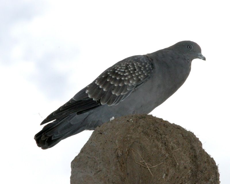 Spot-winged_pigeon__36