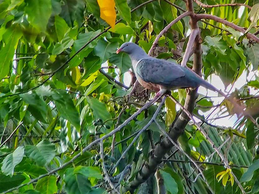 Spotted Imperial Pigeon
