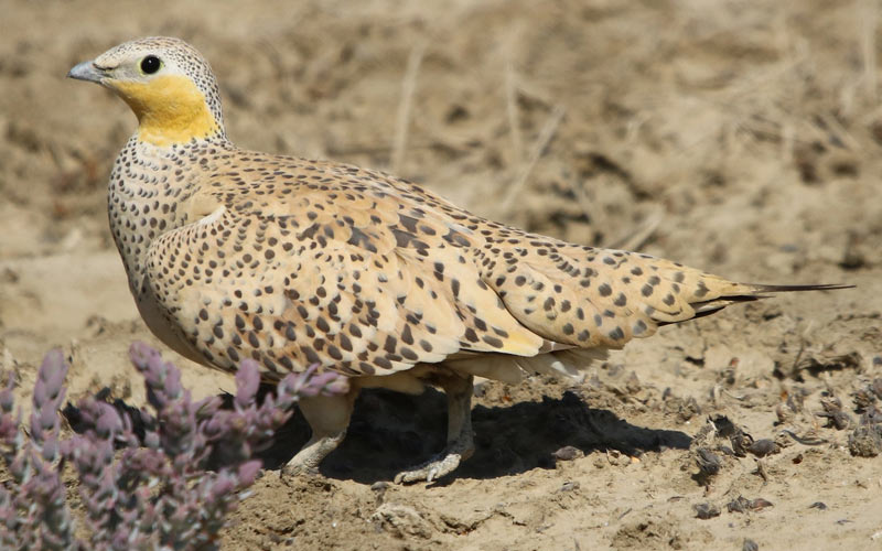 Spotted Sandgrouse