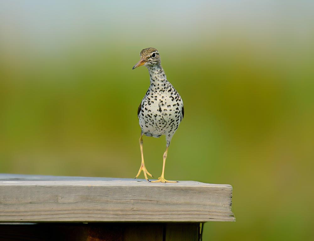 Spotted Sandpiper