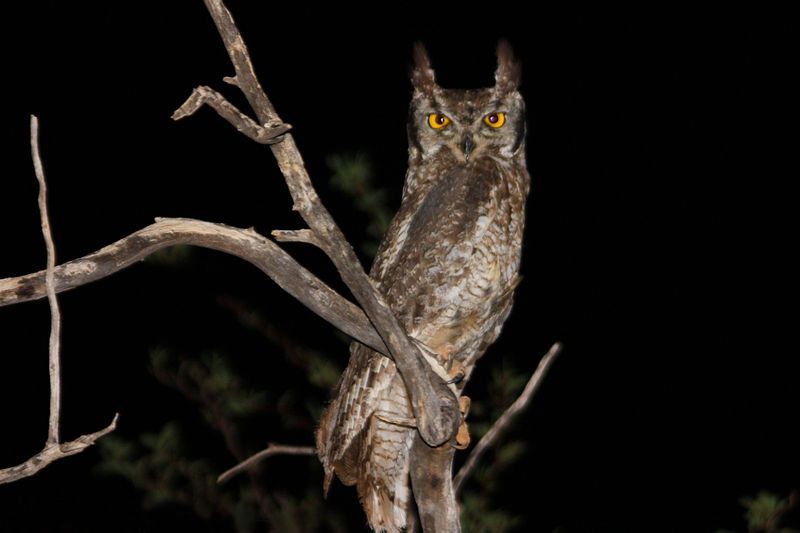 Spotted_eagle-owl__11