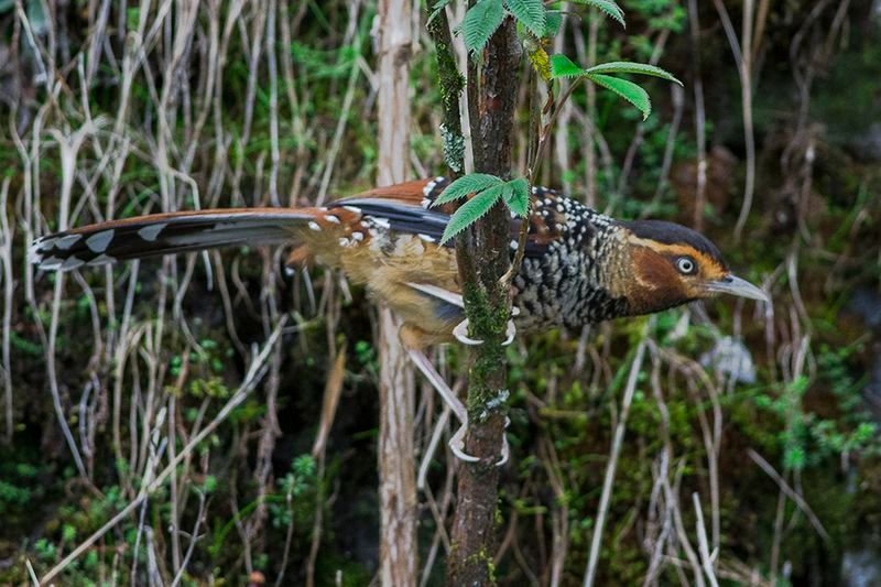 Spotted_laughingthrush__31