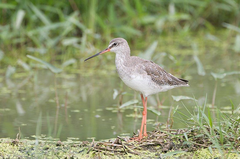 Spotted_redshank__3