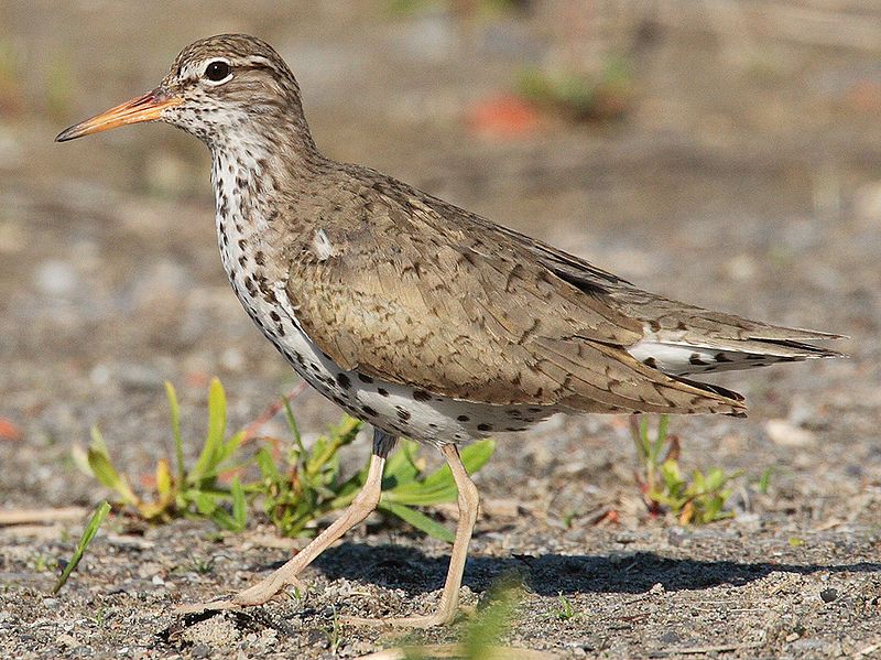 Spotted_sandpiper__2