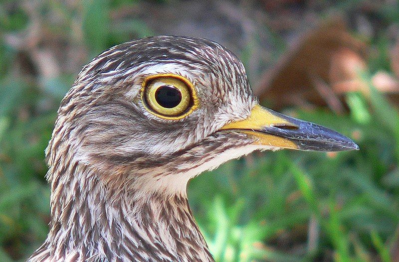 Spotted_thick-knee__23