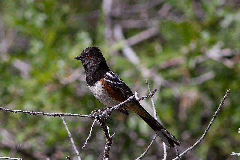 Spotted_towhee__5